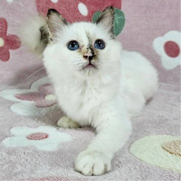 バーマン【東京都・女の子・2025年5月29日・シールトーティーポイント（長毛）】の写真「レアカラーの美猫♡」