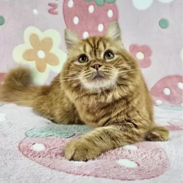 マンチカン(短足)【東京都・男の子・2025年5月14日・シルバー