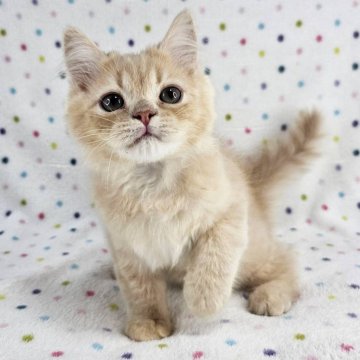 マンチカン【東京都・男の子・2025年2月20日・クリームマッカレルタビー（長毛）】の写真「長足のイケにゃん♡」