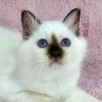 バーマン【東京都・女の子・2025年5月11日・チョコレートポイント（長毛）】の写真「美しいポイントの美猫♡」