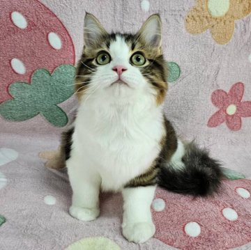 マンチカン(長足)【東京都・男の子・2025年7月23日・ブラウンタビー&ホワイト（長毛）】の写真「長足のイケにゃん♡」