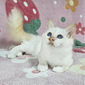 バーマン【東京都・男の子・2025年5月29日・レッドポイント（長毛）】の写真「レアカラーのイケにゃん♡」