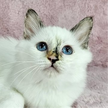 バーマン【東京都・女の子・2025年5月29日・シールトーティーポイント（長毛）】の写真「レアカラーの美猫♡」