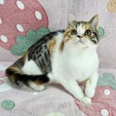 マンチカン(長足)