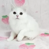 マンチカン(長足)