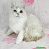 マンチカン(長足)