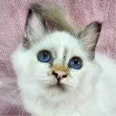 バーマン