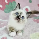 バーマン【東京都・女の子・2025年5月31日・シールトティーポイント】の写真1