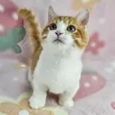 マンチカン(短足)