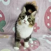 マンチカン(長足)