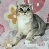 マンチカン(長足)