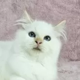バーマン