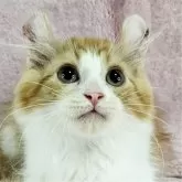 マンチカン(長足)