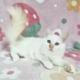 バーマン【東京都・男の子・2025年5月29日・レッドポイント】の写真2