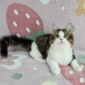 マンチカン(長足)【東京都・男の子・2025年7月23日・ブラウンタビー&ホワイト】の写真2