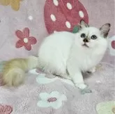 バーマン【東京都・女の子・2025年5月11日・チョコレートトーティーポイント】の写真2