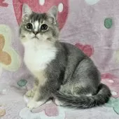 マンチカン(長足)【東京都・男の子・2025年8月2日・ブルー&ホワイト】の写真2