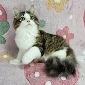 マンチカン(長足)【東京都・男の子・2025年7月23日・ブラウンタビー&ホワイト】の写真3