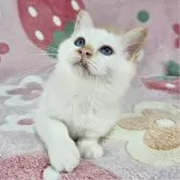 バーマン【東京都・男の子・2025年5月29日・レッドポイント】の写真3