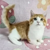 マンチカン(短足)【東京都・男の子・2025年7月23日・レッドマッカレルタビー&ホワイト】の写真3