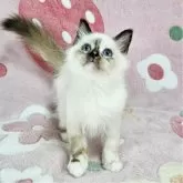 バーマン【東京都・女の子・2025年5月31日・シールトティーポイント】の写真4