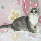 マンチカン(長足)【東京都・男の子・2025年8月2日・ブルー&ホワイト】の写真4