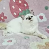 バーマン【東京都・女の子・2025年5月29日・チョコレートトーティーポイント】の写真4