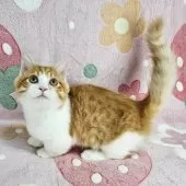 マンチカン(短足)【東京都・男の子・2025年7月23日・レッドマッカレルタビー&ホワイト】の写真4