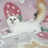 バーマン【東京都・男の子・2025年5月29日・レッドポイント】の写真4