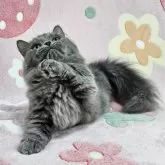 マンチカン(短足)【東京都・男の子・2025年3月29日・ブルータビー】の写真4