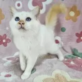 バーマン【東京都・男の子・2025年5月29日・レッドポイント】の写真5