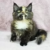 マンチカン(短足)【東京都・女の子・2024年10月10日・トーティーシェル&ホワイト】の写真5