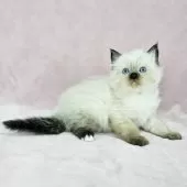 バーマン【東京都・女の子・2024年12月7日・シールポイント】の写真5