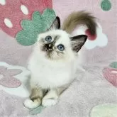 バーマン【東京都・女の子・2025年5月31日・シールトティーポイント】の写真5