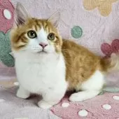 マンチカン(短足)【東京都・男の子・2025年7月23日・レッドマッカレルタビー&ホワイト】の写真6