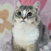 マンチカン(長足)【東京都・男の子・2025年8月2日・ブルー&ホワイト】の写真6