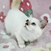 バーマン【東京都・女の子・2025年5月11日・チョコレートトーティーポイント】の写真6