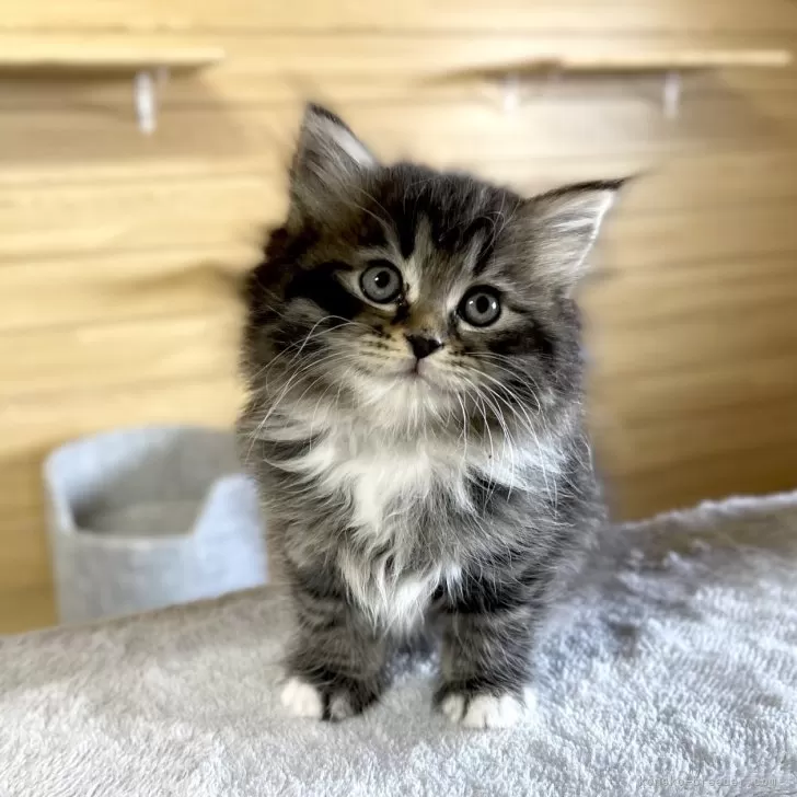 M 様のお迎えした子猫