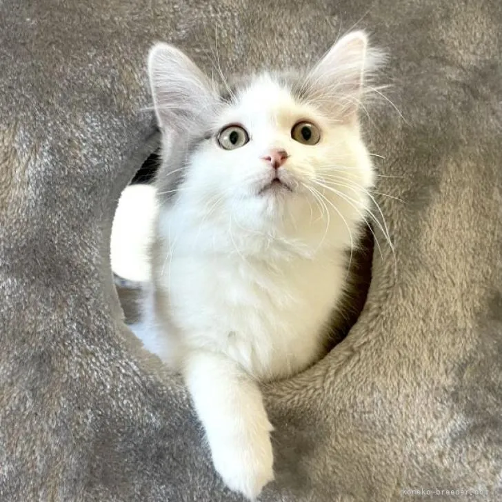 R.S 様のお迎えした子猫