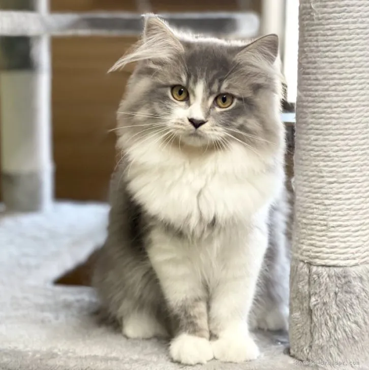 モモ 様のお迎えした子猫