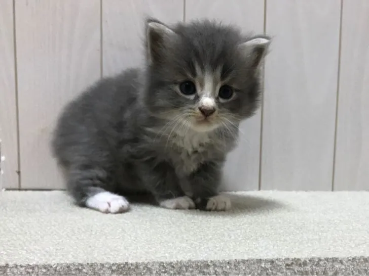 ゆきねこ 様のお迎えした子猫