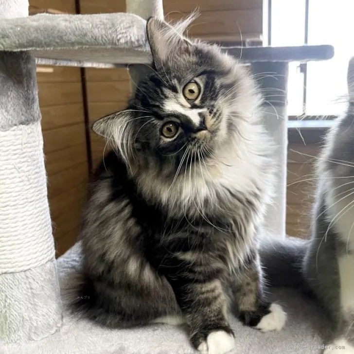 ID：2306-03148の子猫