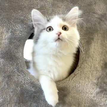 サイベリアン【千葉県・男の子・2022年8月28日・ブルー&ホワイト】の写真「11/14更新☆お父さんＡＣＣダブルチャンピオン☆」