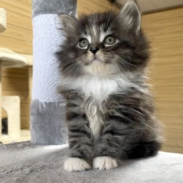 サイベリアン【千葉県・男の子・2023年5月17日・ブラウンタビー&ホワイト】の写真「7/13更新☆お父さんＡＣＣダブルチャンピオン☆」