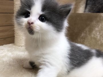 サイベリアン【千葉県・男の子・2020年6月11日・ブルー&ホワイト】の写真「☆サイベリアンの男の子☆」