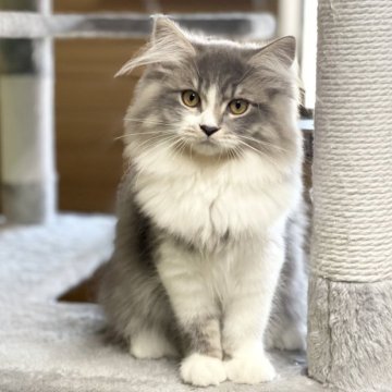 サイベリアン【千葉県・女の子・2023年5月17日・ブルータビー&ホワイト】の写真「9/19更新☆お父さんＡＣＣダブルチャンピオン☆」