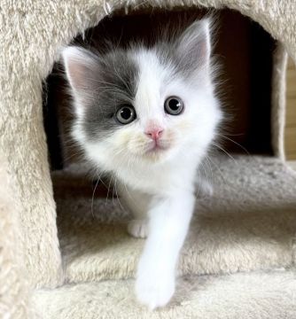 サイベリアン【千葉県・男の子・2021年1月16日・ブルー&ホワイト】の写真「☆ブルー＆ホワイトカラーの男の子☆3/26更新♪」