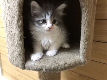 サイベリアン【千葉県・女の子・2019年12月25日・ブルータビー&ホワイト】の写真「2/2更新☆サイベリアンの女の子☆」