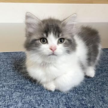 サイベリアン【千葉県・男の子・2022年8月28日・ブルータビー&ホワイト】の写真「11/4更新☆お父さんＡＣＣダブルチャンピオン☆」