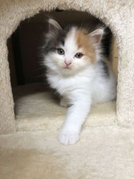 サイベリアン【千葉県・女の子・2020年6月11日・キャリコ】の写真「☆三毛柄の女の子☆7/22更新♪」